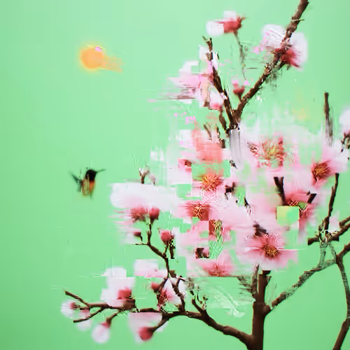 Android Plaza Cherry Blossom
