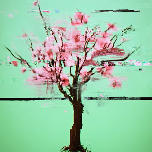 Android Plaza Cherry Blossom