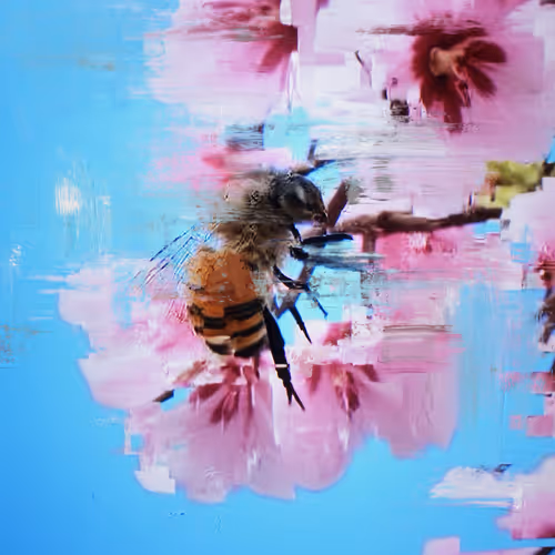 Android Plaza Cherry Blossom