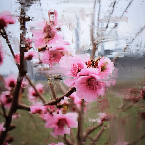 Android Plaza Cherry Blossom