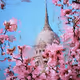 ANDROID PLAZA - Cherry Blossom
