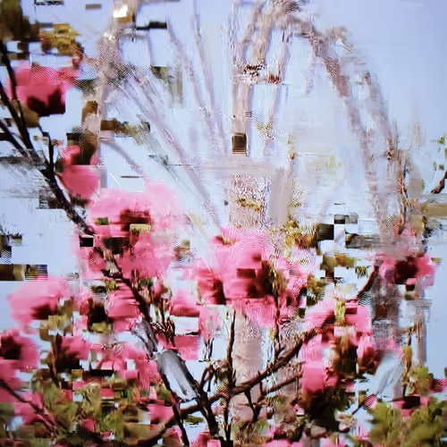 Android Plaza Cherry Blossom