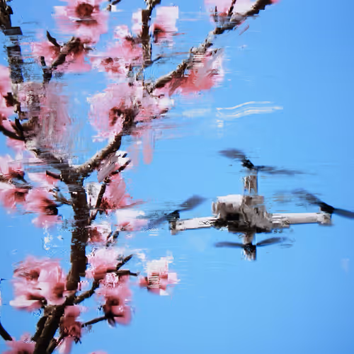 Android Plaza Cherry Blossom