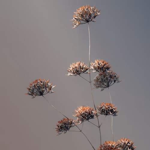 Algorithmic Still Life
