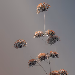 Algorithmic Still life #12