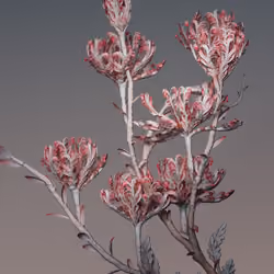 Algorithmic Still life #11