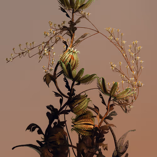 Algorithmic Still Life