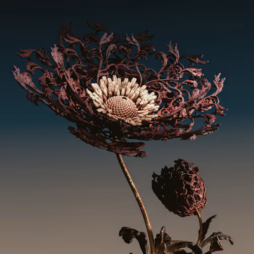 Algorithmic Still Life