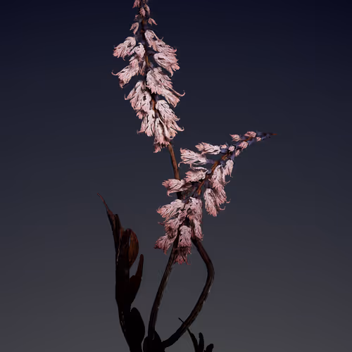 Algorithmic Still Life