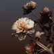 Algorithmic Still life