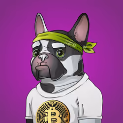 Bohemian Bulldog #8575