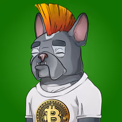 Bohemian Bulldog #5532