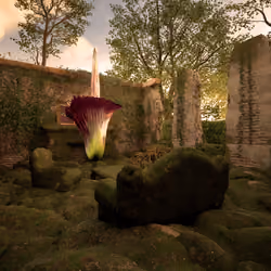 Death Before the Bloom #81