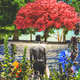 Floral Disposition