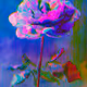 Lucid Reflection