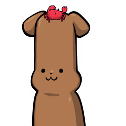 Toy poodle-Origin #08715