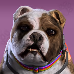 NFPet #1529