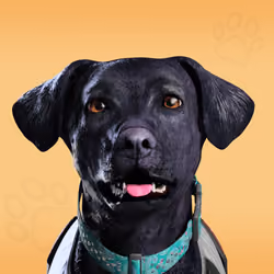 NFPet #9331
