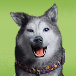 NFPet #2591