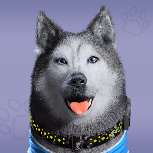 NFPet #6074