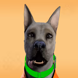 NFPet #340