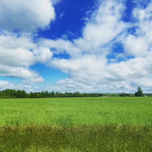 Field of Dreams - Special Edition #12