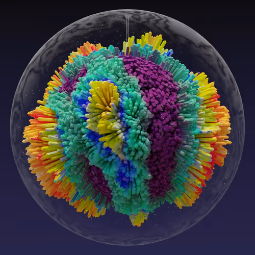 Asm Brains