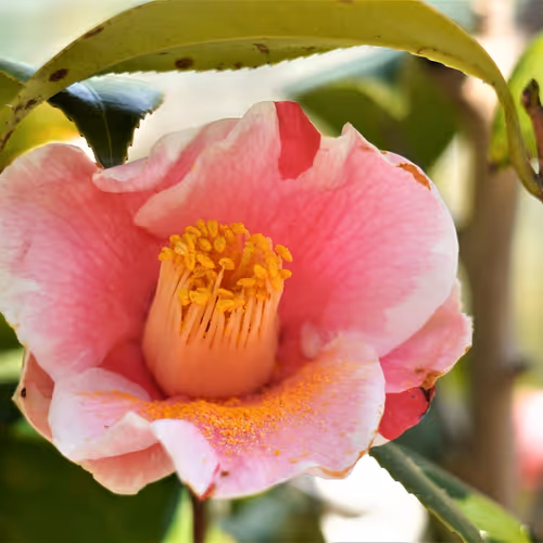 Camellia of Japan