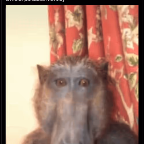 Monkewtf