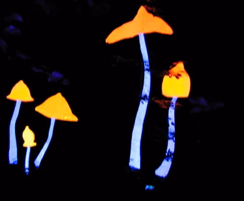 Yellow Magic Mushrooms