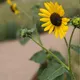 23692