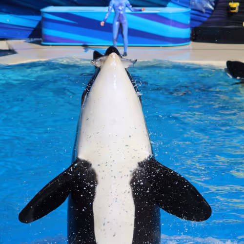 Happy Whale