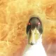 276139