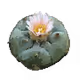 302170