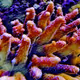 Pink Acropora Millepora