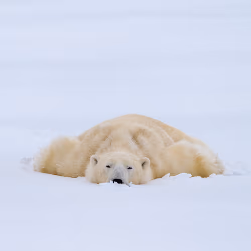 Into the Arctic