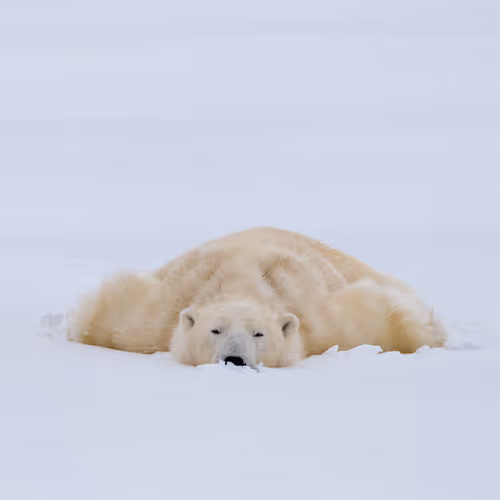 Into The Arctic 217673151