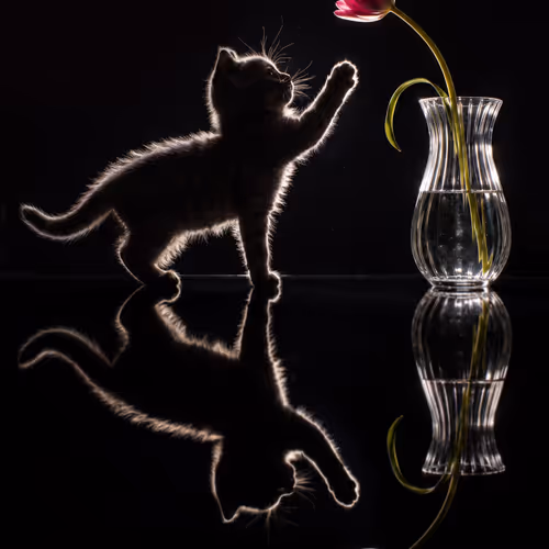 Cats Soul