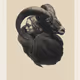 Horns