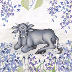 Plaster-eye Calf
