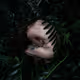 Cycad