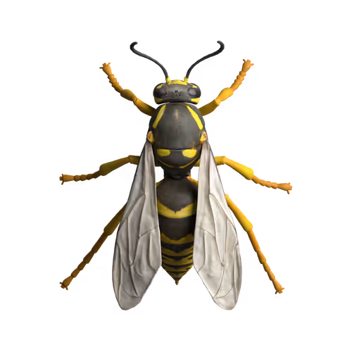 Rock Hyphen Orchid Wasp