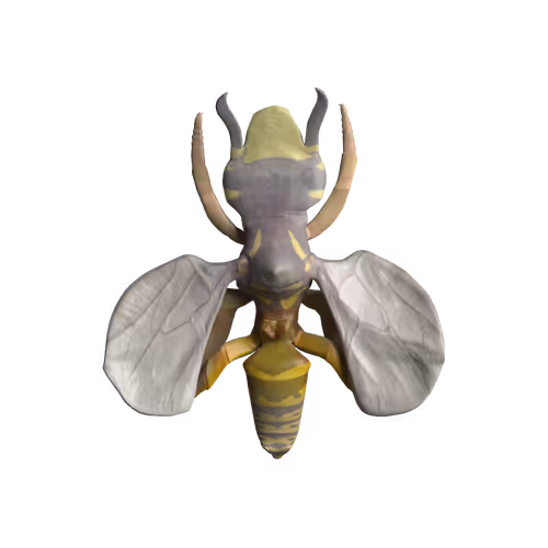 Rock Hyphen Orchid Wasp