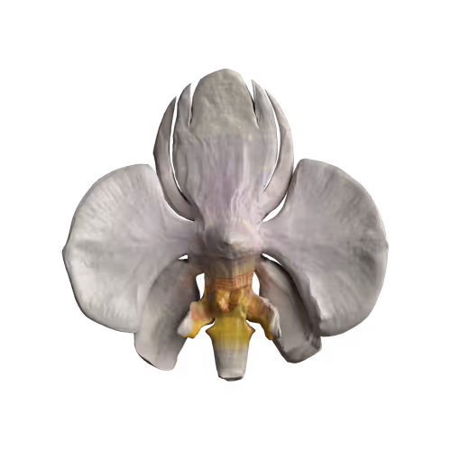 Rock Hyphen Orchid Wasp