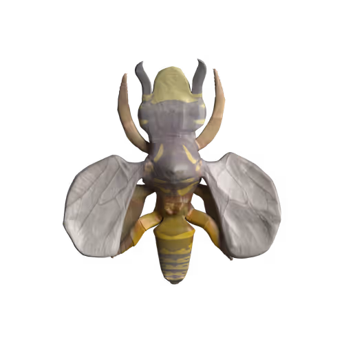 Rock Hyphen Orchid Wasp