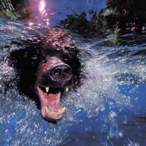 Bears