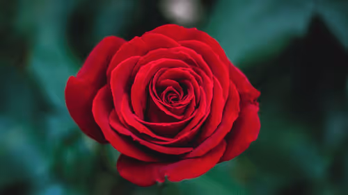 RoseDAO