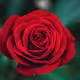RoseDAO
