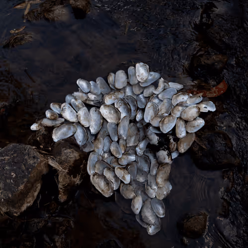 Arrangements in Nature - RIVER