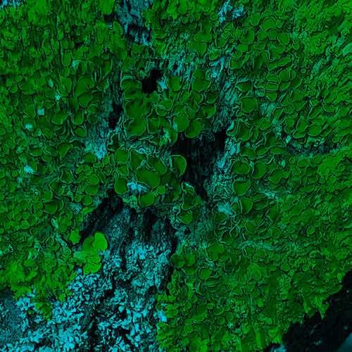 Lichen